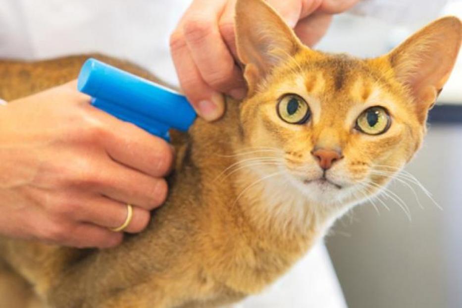 В Башкирском ГАУ доступна услуга чипирования животных