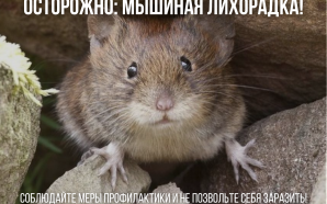 «Безобидные» мышки