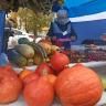 Осенняя сельскохозяйственная ярмарка в Орджоникидзевском районе продлится 2 дня
